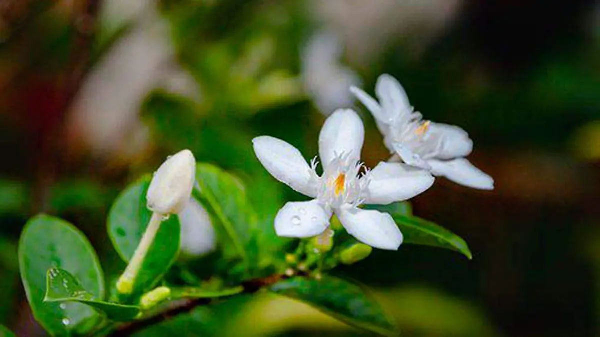 Fortín de las flores